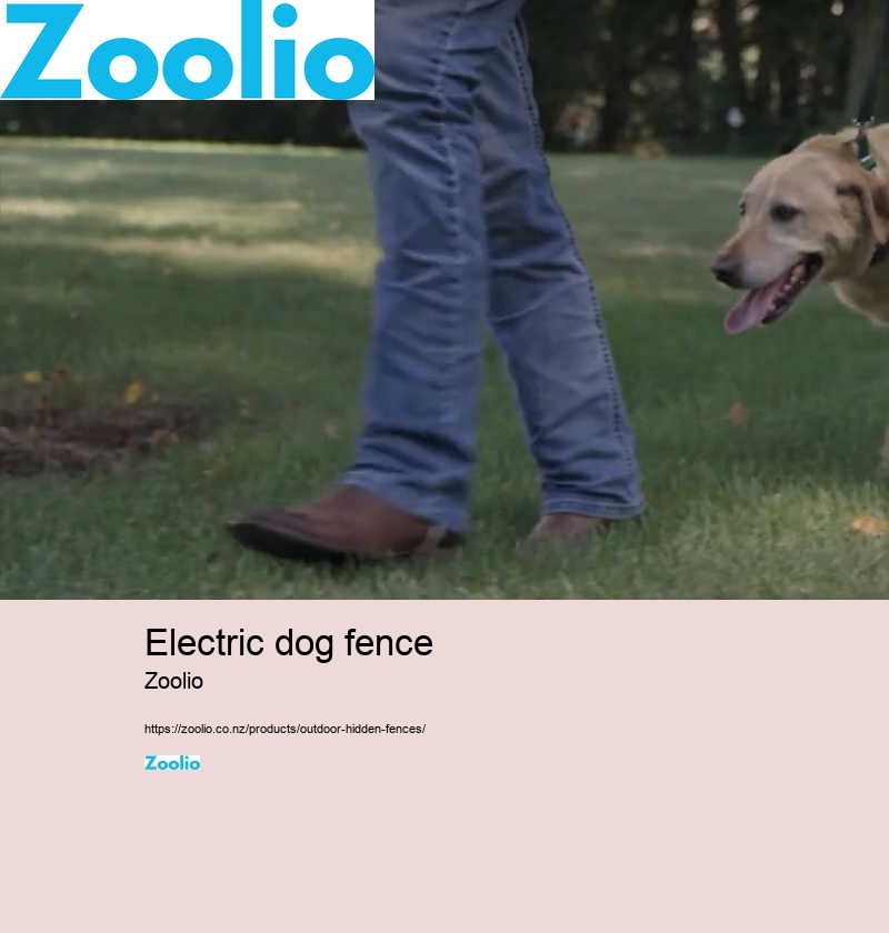 electric dog fence nz