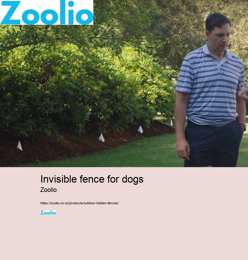 best invisible dog fence